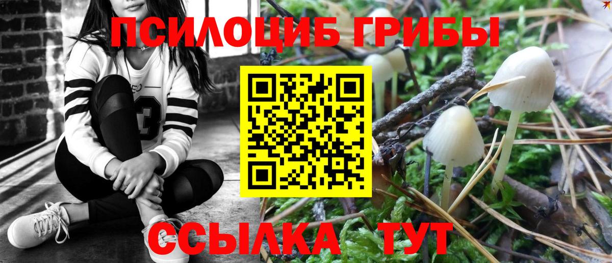 Галлюциногенные грибы Psilocybe Борзя